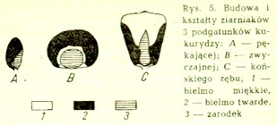 budowa ziarniaka kukurydzy (15095) bytes.jpg