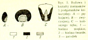 budowa ziarniaka kukurydzy (15095) bytes.jpg