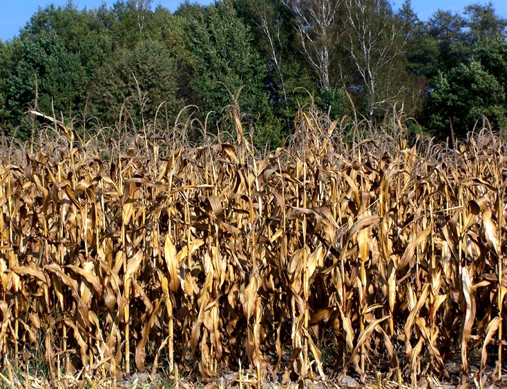 plantacja kukurydzy w dniu zbioru (98281) bytes.jpg