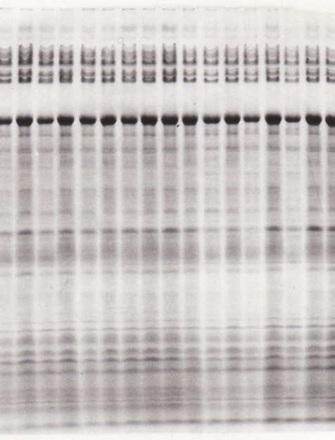 wynik badania czystosci genetycznej nasion (31459) bytes.jpg
