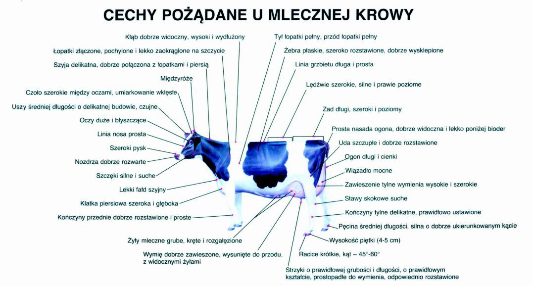 (bytes 143744)Cechy podane u mlecznej krowy