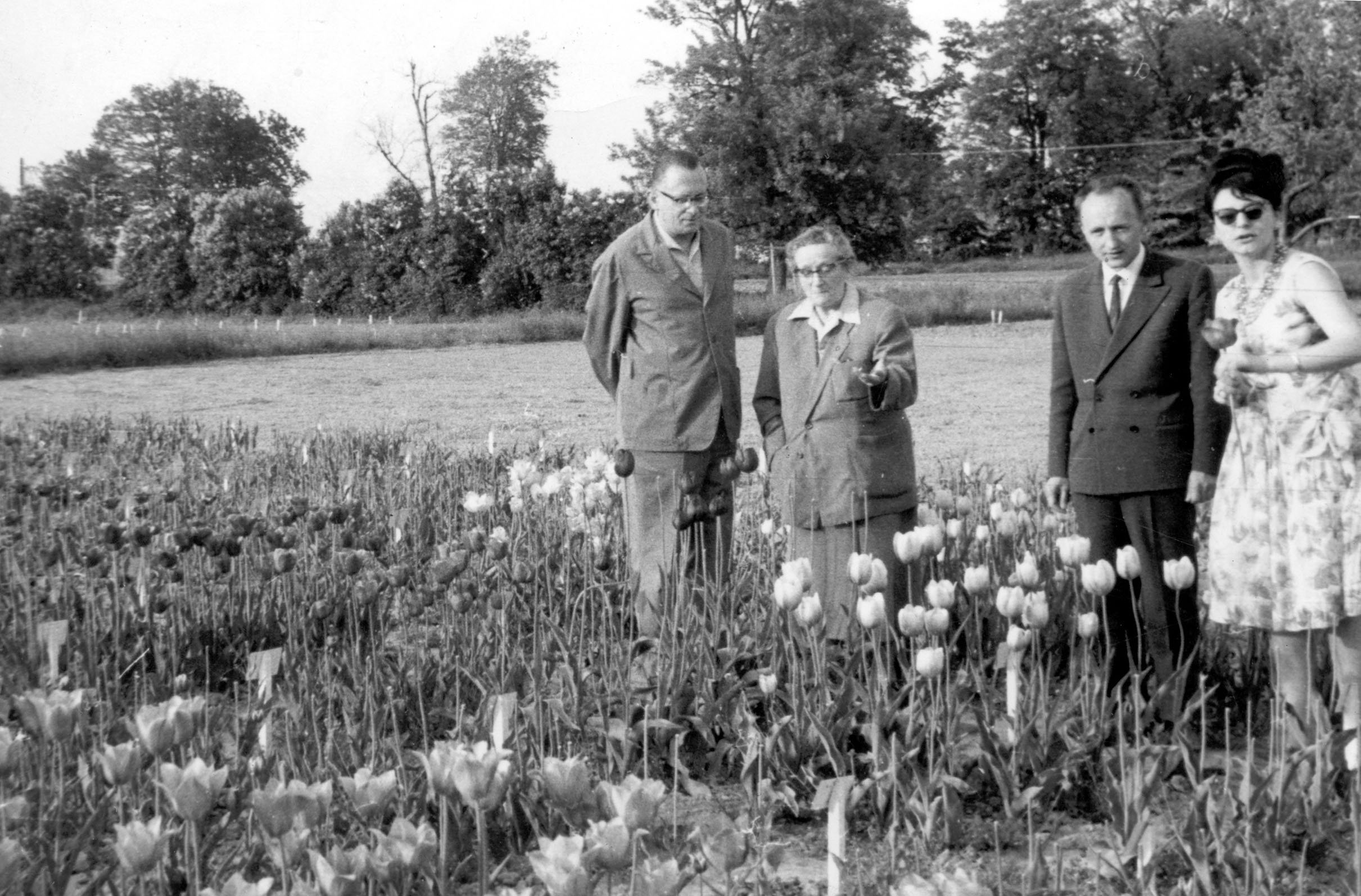 kwiaty - hodowla zachowawcza IHAR z lat 1960 - 1970